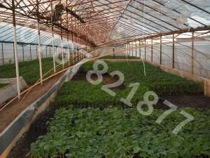 Rasaduri de legume 2012