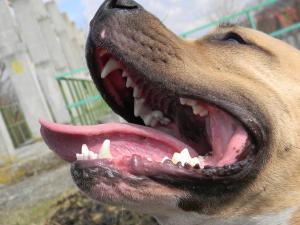 Pui amstaff