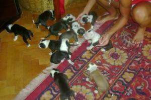 Pui amstaff