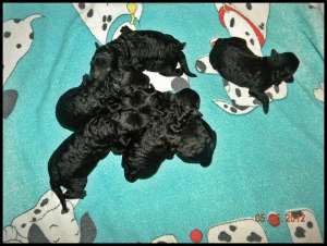 Vand pui ciobanesc unguresc PULI, cu pedigree