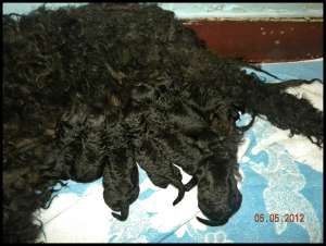 Vand pui ciobanesc unguresc PULI, cu pedigree