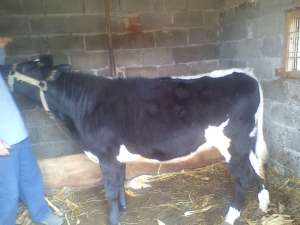 vand juninca , rasa holstein