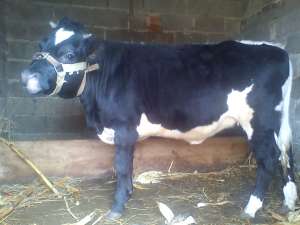vand juninca , rasa holstein