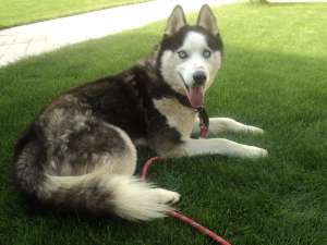 Ofer mascul Husky pentru monta!