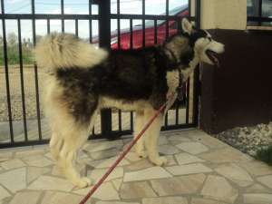 Ofer mascul Husky pentru monta!