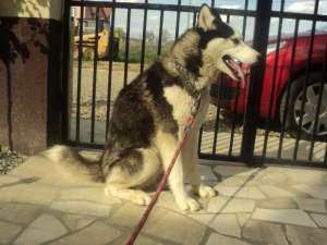 Ofer mascul Husky pentru monta!