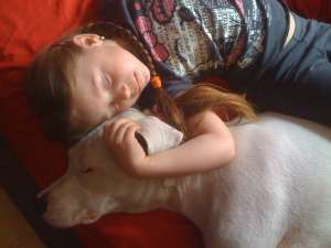 Vand puiuti superbi dogo argentino