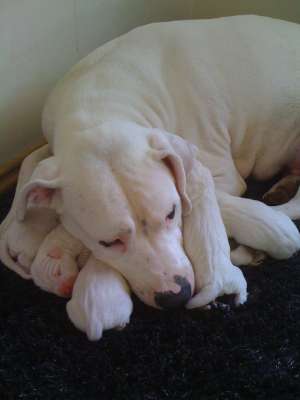 Vand puiuti superbi dogo argentino