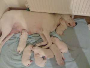 Vand puiuti superbi dogo argentino
