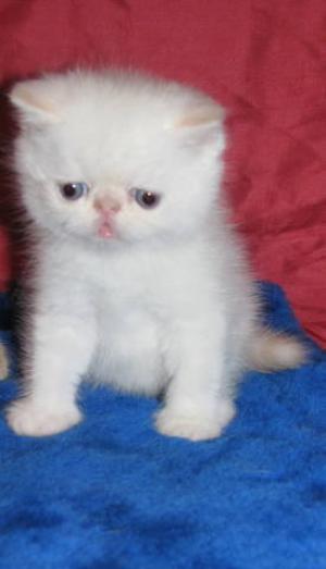 PISICI EXOTIC SHORTHAIR DE VANZARE BUCURESTI BRASOV IASI ORADEA CONSTANTA TIMISOARA GALATI