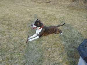Ofer Amstaff Cu pedigree spre monta.