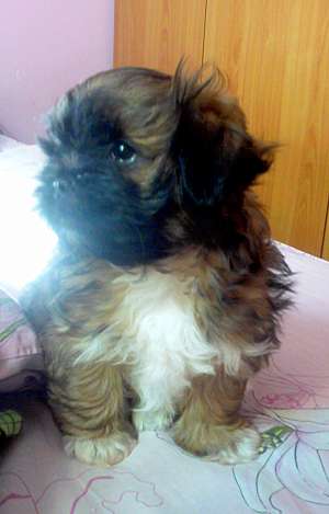 VAND PUI BICHON SHITZU 2 LUNI CU PEDIGREE