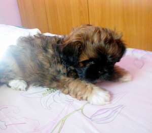VAND PUI BICHON SHITZU 2 LUNI CU PEDIGREE