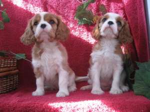 vand cavalier king charles spaniel
