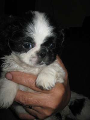 shi tzu la super pret