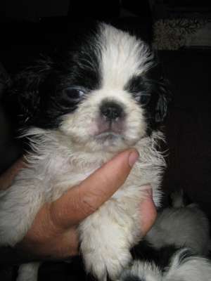 shi tzu la super pret
