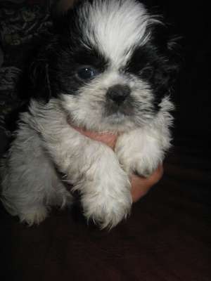 shi tzu la super pret