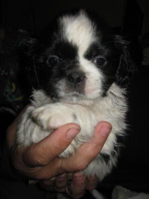shi tzu la super pret