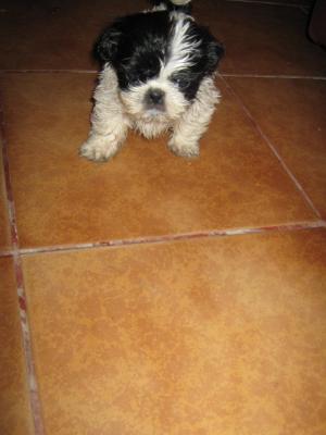 shi tzu la super pret