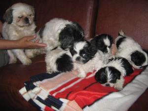 shi tzu la super pret