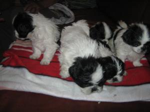 shi tzu la super pret