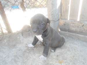 vand catei amstaff