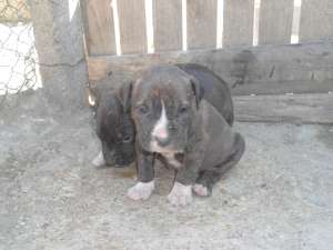 vand catei amstaff