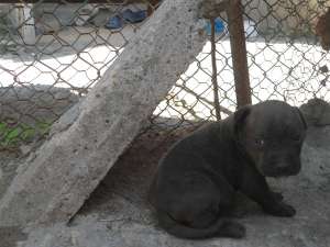 vand catei amstaff