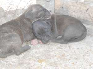 vand catei amstaff