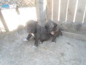 vand catei amstaff