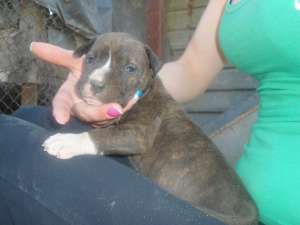 vand catei amstaff