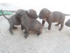vand catei amstaff