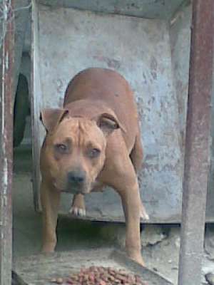 vand catei amstaff
