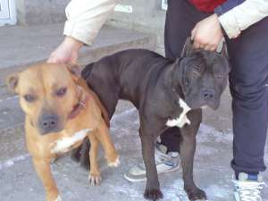vand catei amstaff