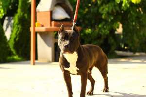 vand catei amstaff
