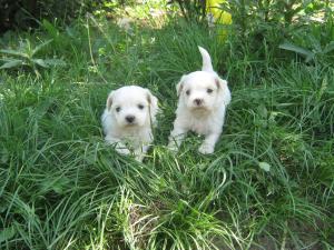 BICHON MALTESE