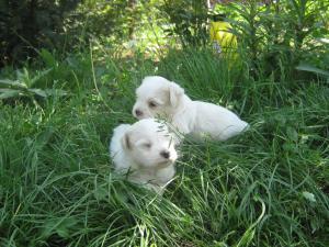 BICHON MALTESE