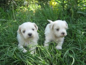 BICHON MALTESE