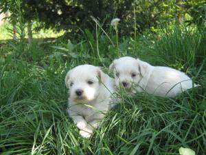 BICHON MALTESE