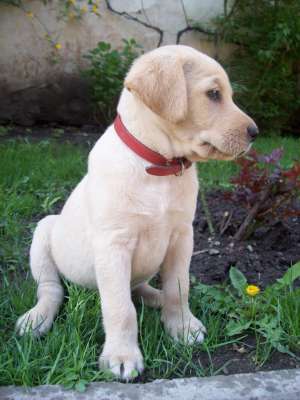 pui labrador retriever