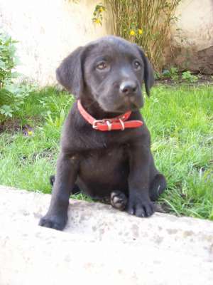 pui labrador retriever