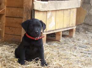 pui labrador retriever