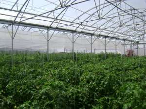 Sera 2000 m2 de inchiriat - Buftea