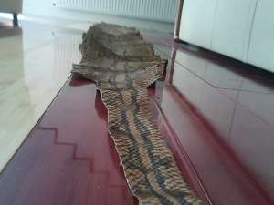 Piele de sarpe argasita