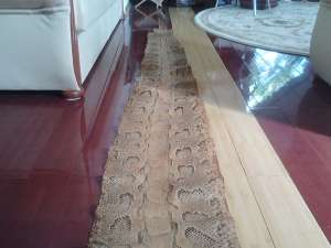 Piele de sarpe argasita