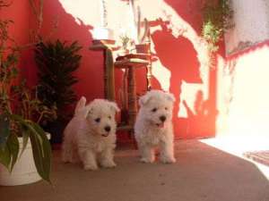 WESTIE / WESTY FOARTE FRUMOS DE VANZARE!!!