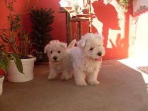 WESTIE / WESTY FOARTE FRUMOS DE VANZARE!!!