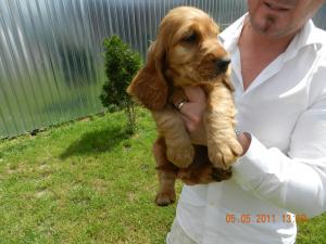 cocker spaniel