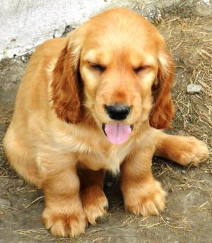 cocker spaniel