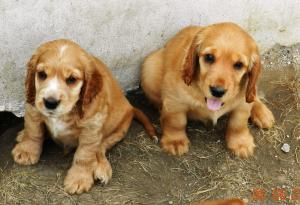 cocker spaniel